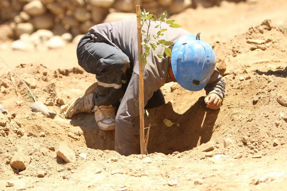 Arboles en lugar de quimbaletes