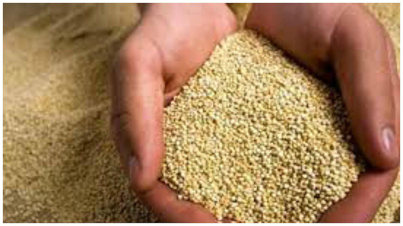 El precio de la quinua retrocedió 14% entre enero y agosto