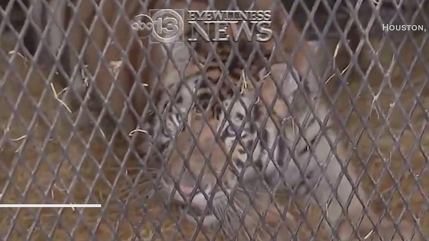  Fueron a una casa abandonada a fumar marihuana y se toparon con un tigre (VIDEO)
