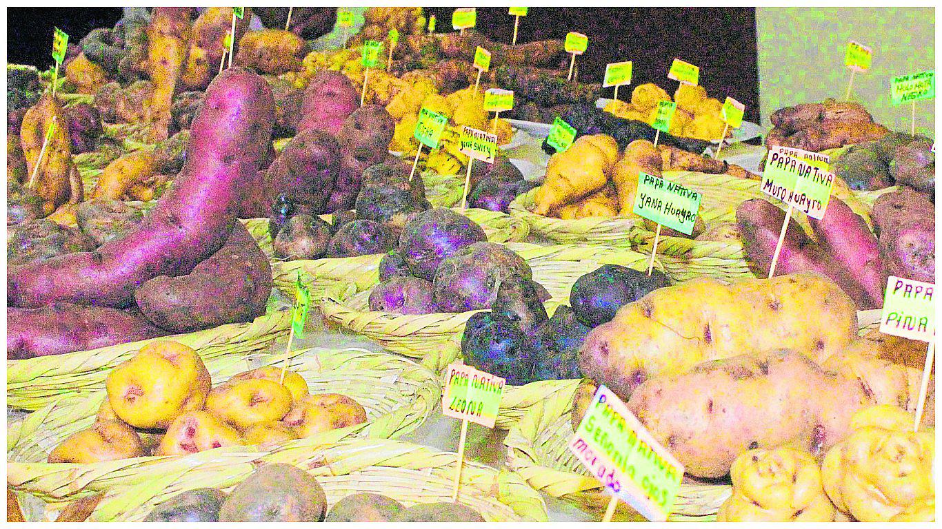 ​De mil variedades de papa mejorada, Junín tiene cincuenta 