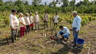 Impulsan la producción de cacao en la comunidad nativa de Kirigueti - Cusco