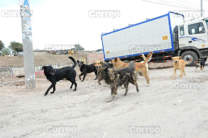Arequipa: Ya son 6 los infectadas con rabia por mordedura de perros