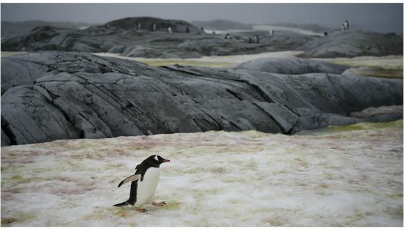 Pingüinos hambrientos a la caza del escaso krill antártico