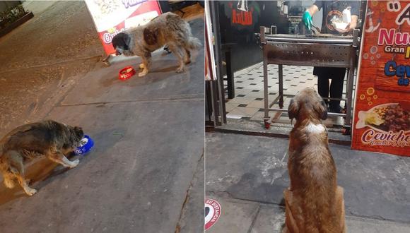 Perros comiendo la comida servida por personal del restaurante. | Foto: Facebook.