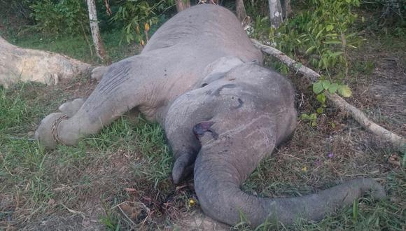 Cazadores matan a Yongki, un elefante símbolo en Indonesia 