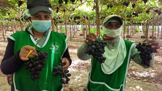 Inician campaña de exportación de uva iqueña hacía países internacionales