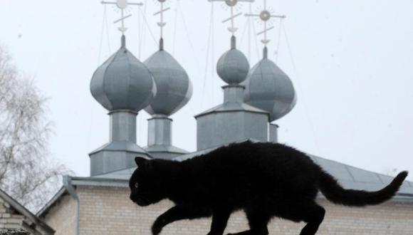 Halloween: Protegen a gatos negros para que no sean sacrificados por "grupos satánicos"