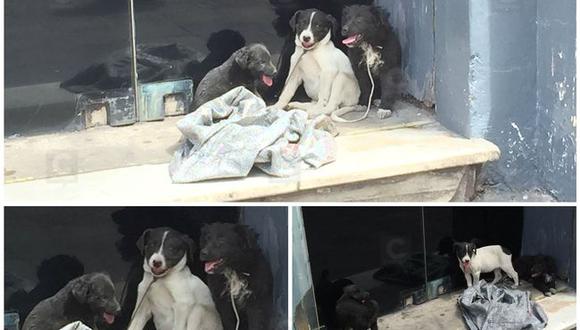 Arequipa: Tres cachorros abandonados conmueven a transeúntes (VIDEO)