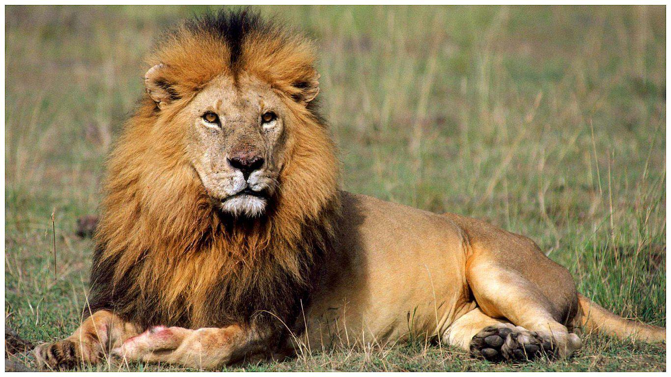 El extraño caso de leonas que les crece melena y actúan como machos 