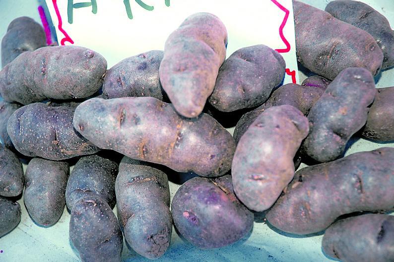 Celebran a nuestra papa, la soberana del mundo