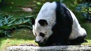 Fallece An An, el panda más anciano del mundo con 35 años