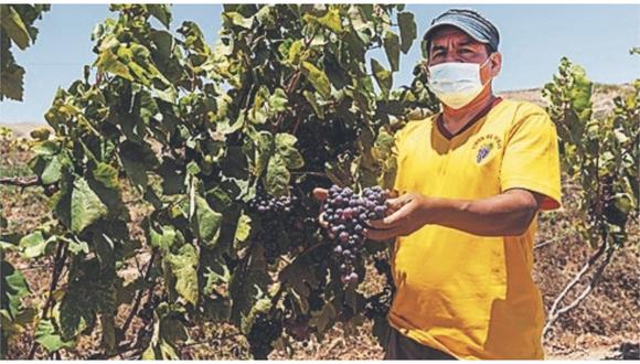 Como parte de su reactivación, la   asociación de Vitivinicultores de esa provincia inicia  su campaña 2021 para cosechar 6 mil kilos de uva.
