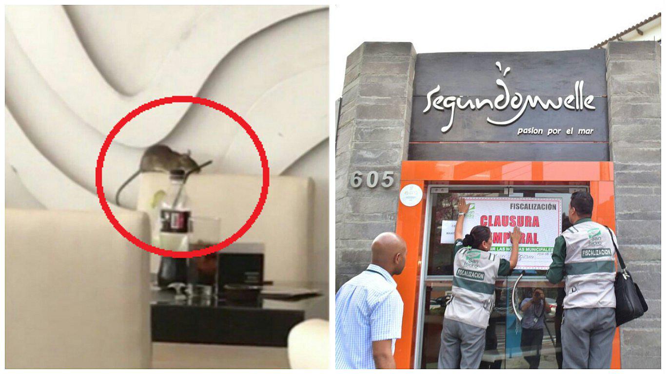 San Isidro: clausuran conocido restaurante por presencia de rata gigante (VIDEO)