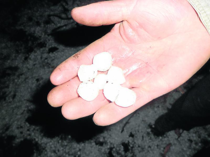 Granizos del tamaño de canicas afectan cultivos