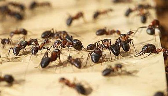 Hormigas salvan a adolescente de 16 años de ser violada