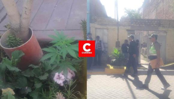 Policía intervino a joven que cultivaba planta de marihuana. (Foto: Difusión)