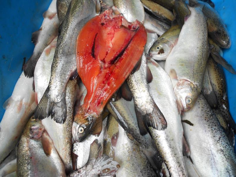 Expenden pescado malogrado en mercado de Huancavelica