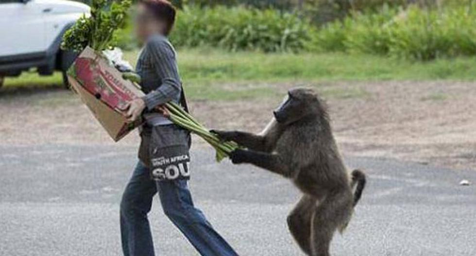 Ladrones roban a 17 monos exóticos desde un zoológico francés