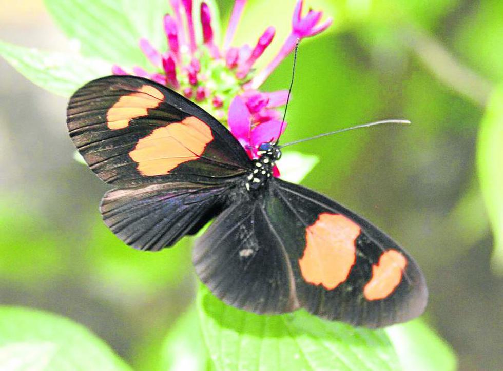 Volodymyr: El científico de las 'flores  voladoras' 