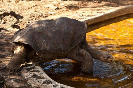Murió el "solitario George", última tortuga gigante de Galápagos  