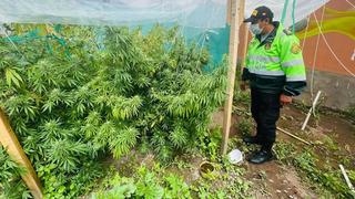 Cusco: Policía halla plantones de marihuana en casa de Urubamba (VIDEO)