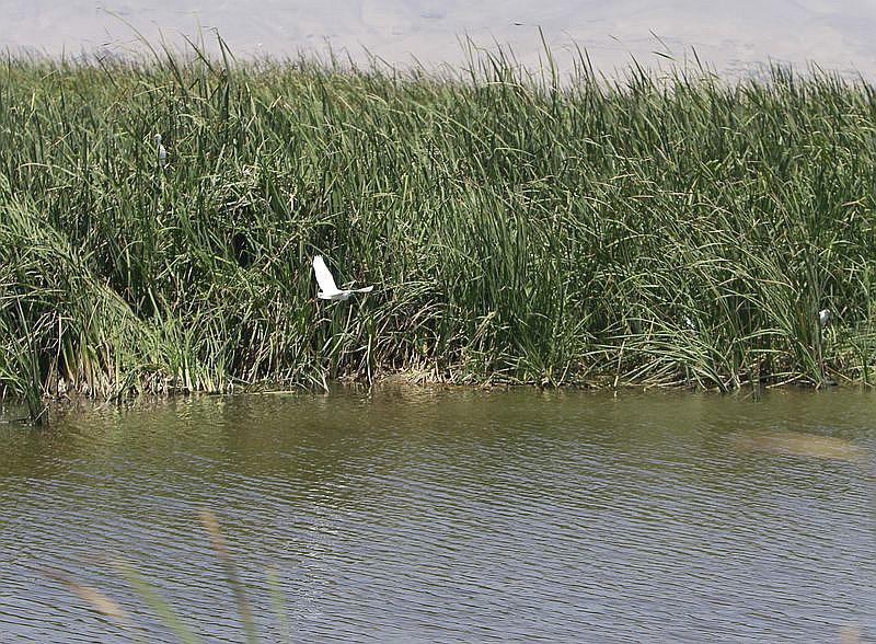3 de los 13 humedales reconocidos en Perú están en Arequipa