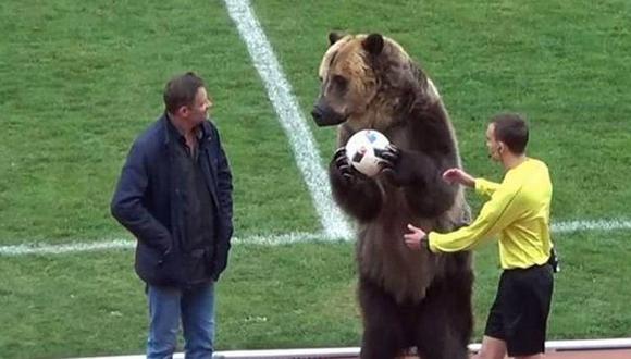 Rusia: Oso aplaude, besa la pelota y se la entrega a un árbitro minutos antes de partido de fútbol