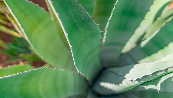 El aloe vera o sábila se ha convertido en una de las plantas medicinales más conocidas y utilizadas en todo el mundo. (Foto: Pexels)