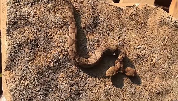 Mujer encuentra serpiente venenosa de dos cabezas en el patio de su casa (VIDEO)
