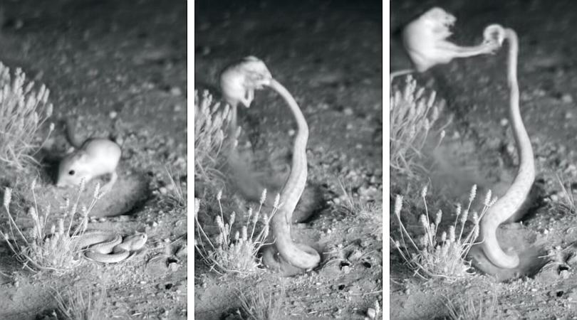 Rata 'ninja' venció a víbora cascabel y es furor en Youtube (VIDEO)