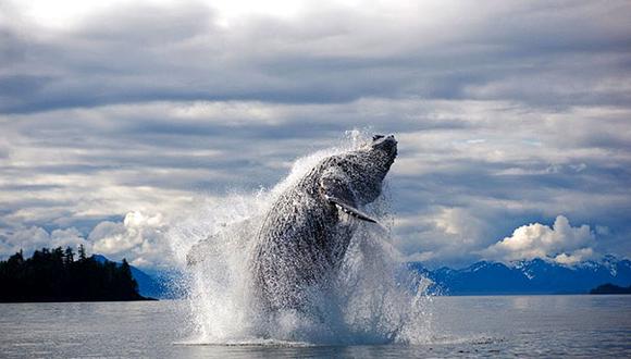 Ciencia: Publican genoma de ballenas boreales, resistentes a envejecimiento y a cáncer