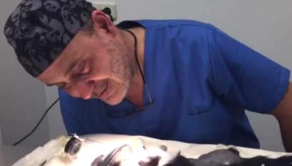 Video: Veterinario no pudo salvar a gatita golpeada y deja emotivo mensaje