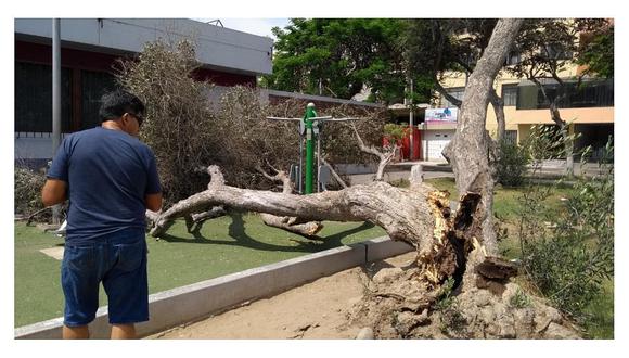 Árbol cae en máquina de ejercicios en el Parque San Andrés (VIDEO) 