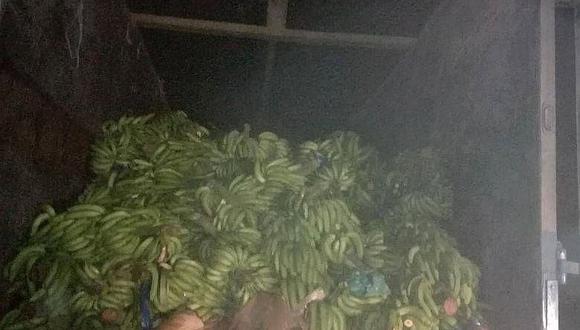 Tumbes: Incautan cargamento de plátano ecuatoriano en Zarumilla