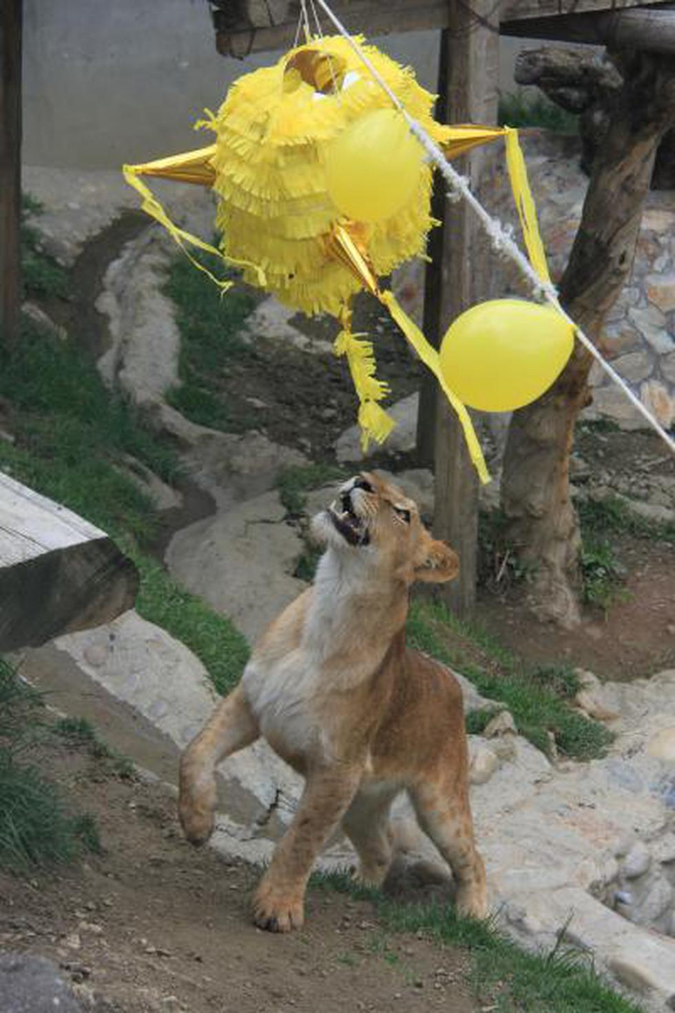 Fotos: Leones nacidos en Huancayo cumplieron dos años