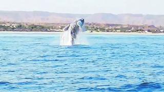 Piura: Empezó la danza de las ballenas jorobadas