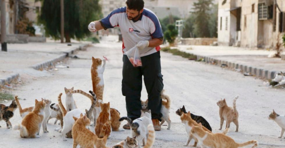 Motorista cuida y alimenta gatos abandonados por bombardeos en Siria (FOTOS)