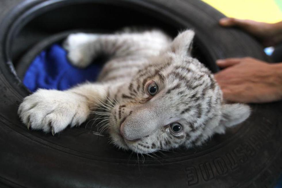 Mira las fotos del primer tigre de Bengala blanco nacido en el Perú