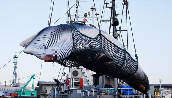 Japón anunció que retomará oficialmente la caza comercial de ballenas