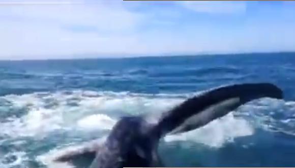 YouTube: Ballena toca la cabeza de turista con su cola (VIDEO)