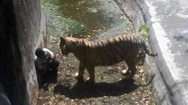 Tigre mató a estudiante que se cayó en su jaula 