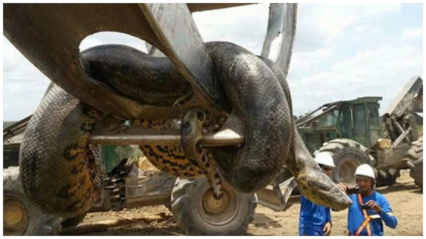 YouTube: trabajadores encuentran gran anaconda en Brasil (VIDEO)