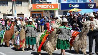 Por el Día Nacional de la Alpaca realizarán festival regional en Juliaca