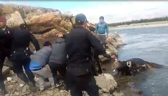 Iban a recuperar cadáver pero policías se detienen a rescatar a un toro (VIDEO)