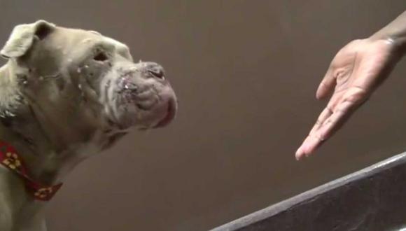 Cadence, la perrita pitbull usada como carnada de perros de pelea (Video)