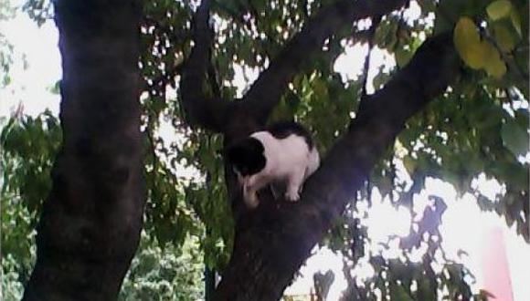¡Urgente! Piden ayuda para que rescaten a gatito atrapado en un árbol hace 3 días