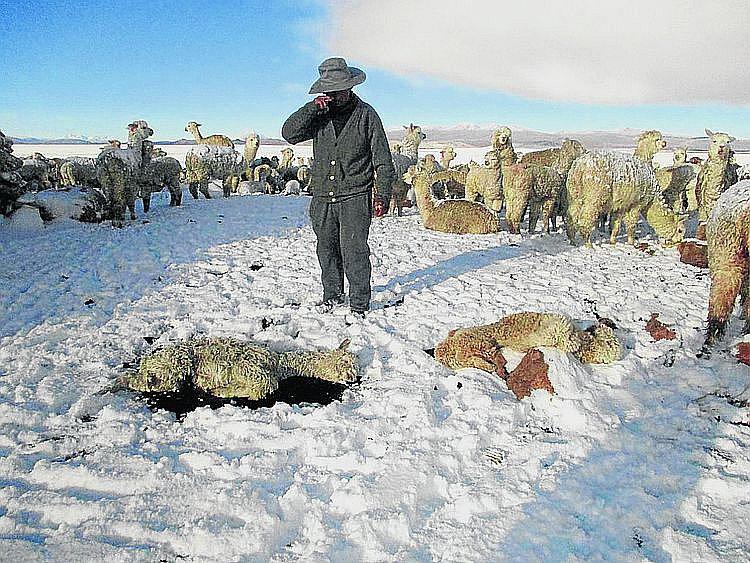 Cinco regiones del sur del Perú en emergencia debido al intenso frío