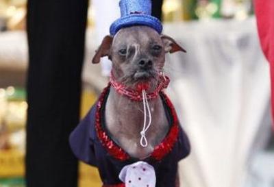 Mugly: el perro más feo del mundo