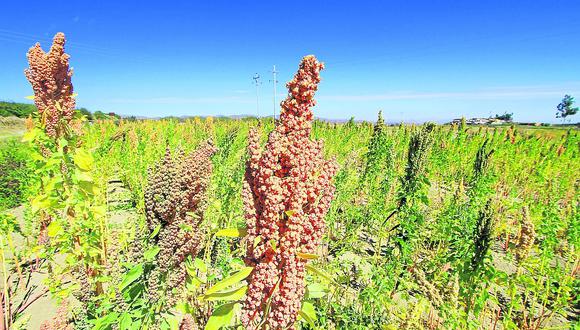​Cultivo de granos andinos no supera las 2, 525 hectáreas al año en Junín