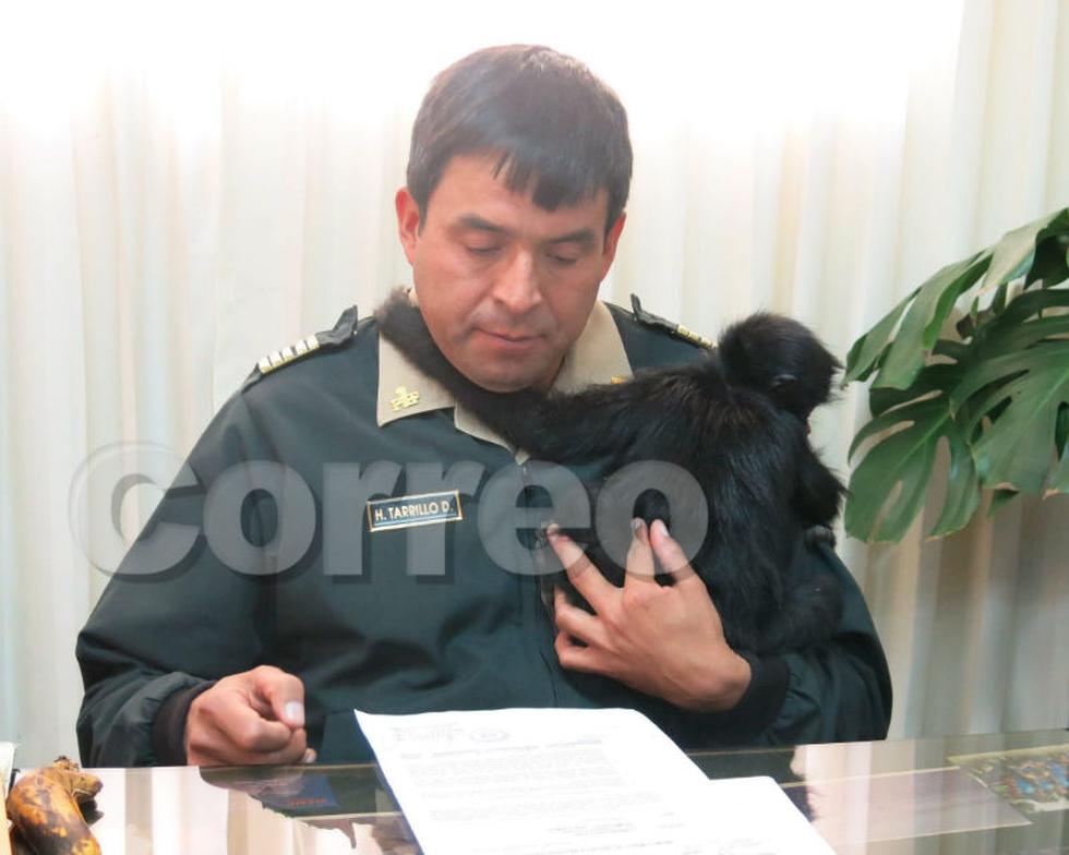 Rescatan a mono maquisapa que era atacado por perros 